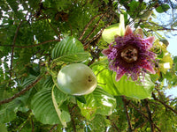 PIANTA DI PASSIFLORA quadrangularis H 100CM