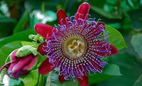PIANTA DI PASSIFLORA quadrangularis H 100CM