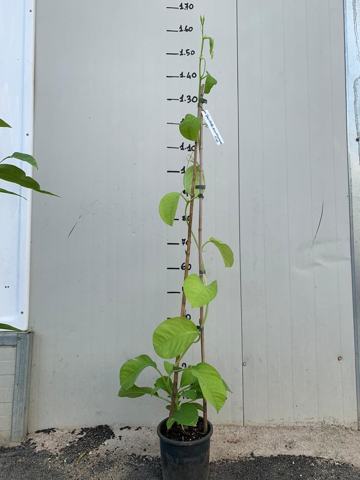 PIANTA DI PASSIFLORA quadrangularis H 100CM