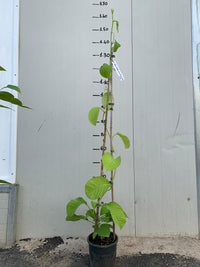 PIANTA DI PASSIFLORA quadrangularis H 100CM