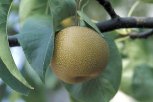 Pianta di Nashi Hosui in vaso 24cm incrocio tra melo e pero