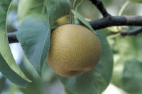 Pianta di Nashi Hosui in vaso 24cm incrocio tra melo e pero