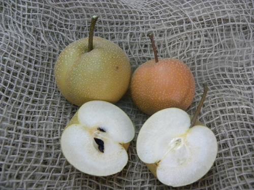 Pianta di Nashi Hosui in vaso 24cm incrocio tra melo e pero