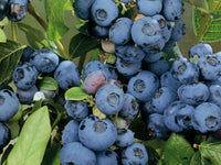 Pianta di Mirtillo Gigante Americano vaso 18cm