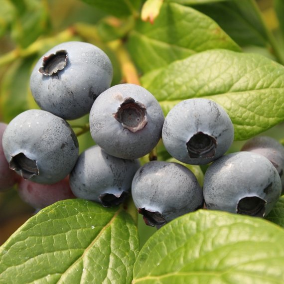 Pianta di Mirtillo Gigante Americano vaso 18cm