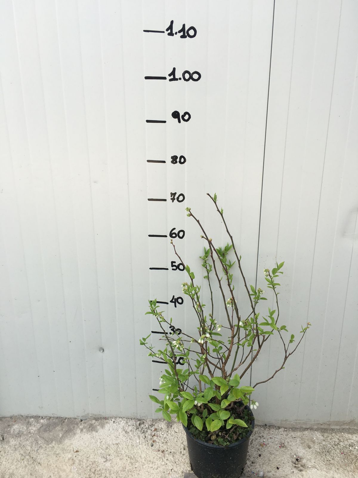 Pianta di Mirtillo Gigante Americano vaso 18cm