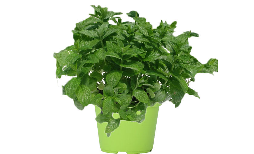 PIANTA DI MENTA VASO 14