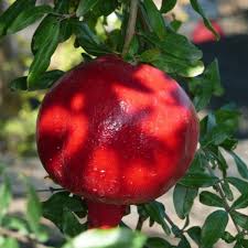 Pianta di Melograno Wonderful foto reali h 150cm