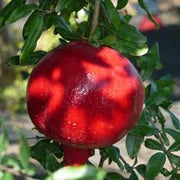 Pianta di Melograno Wonderful foto reali h 150cm