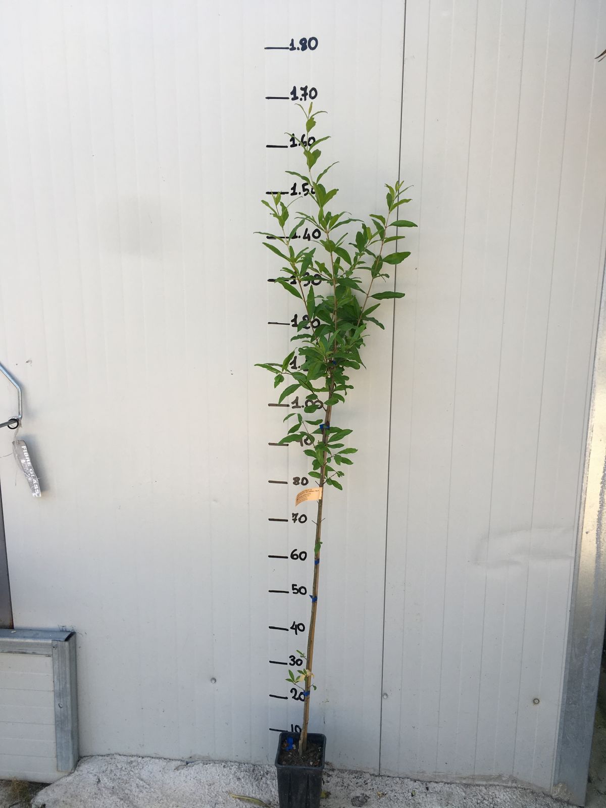 Pianta di Melograno Wonderful foto reali h 150cm