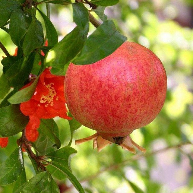 Pianta di melograno Mollar de Elche foto reali