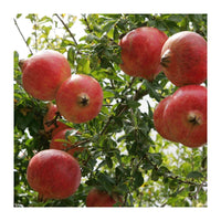 Pianta di melograno Mollar de Elche foto reali