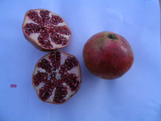 Pianta di melograno Mollar de Elche foto reali