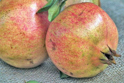 Pianta di Melograno Dente di Cavallo vaso 24cm