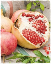 Pianta di Melograno Dente di Cavallo vaso 24cm