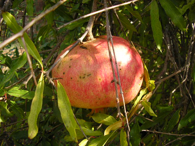 Pianta di Melograno Dente di Cavallo vaso 24cm