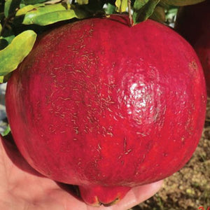 pianta di Melograno "Parfianka"