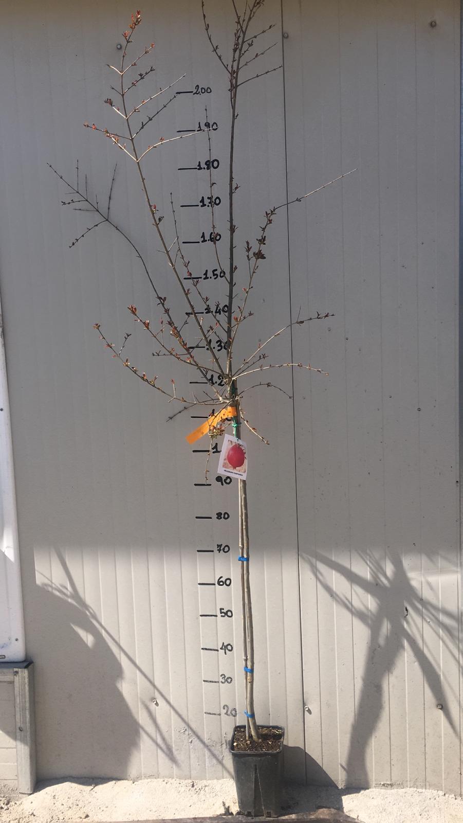 pianta di Melograno "Parfianka"