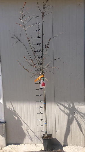 pianta di Melograno "Parfianka"