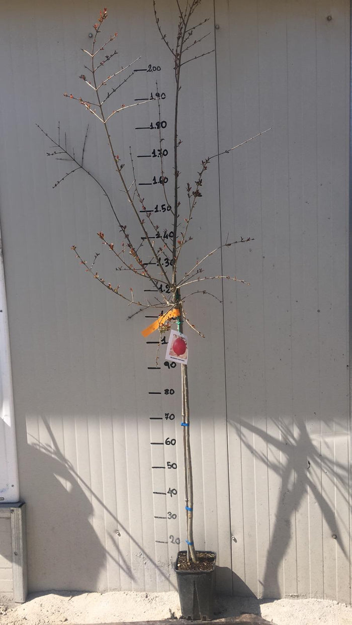 pianta di Melograno "Parfianka"