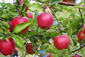 Pianta di Melo Starkspur Red delicious in vaso foto reali