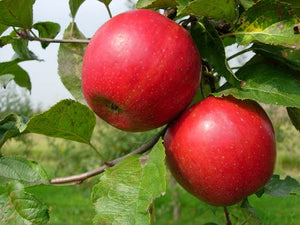 Pianta di Melo Imperatore vaso 24cm