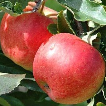 Pianta di Melo Imperatore vaso 24cm