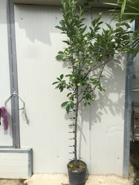 Pianta di Melo Imperatore vaso 24cm