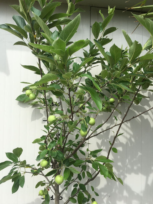 Pianta di Melo Gala in vaso foto reali