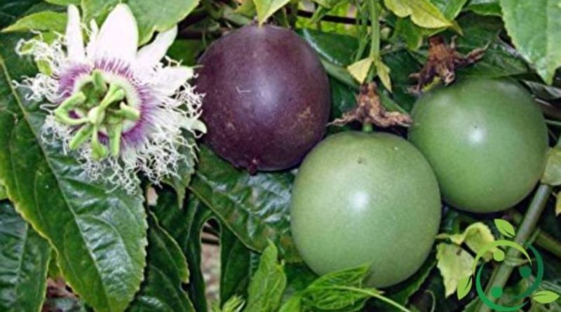 Pianta di Maracuja (Frutto della passione) PASSIFLORA EDULIS