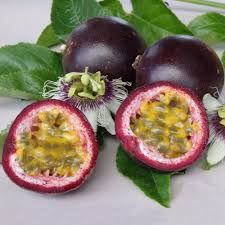 Pianta di Maracuja (Frutto della passione) PASSIFLORA EDULIS