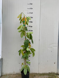 Pianta di Maracuja (Frutto della passione) PASSIFLORA EDULIS