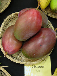 PIANTA DI MANGO OSTEEN  MANGIFERA INDICA foto reali h 140cm