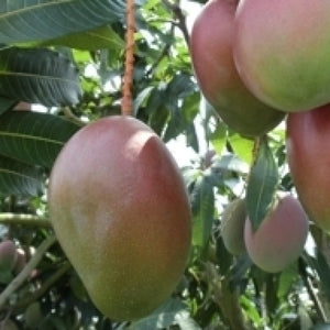 Pianta di mango Mangifera Indica Keitt Innestata H 140cm