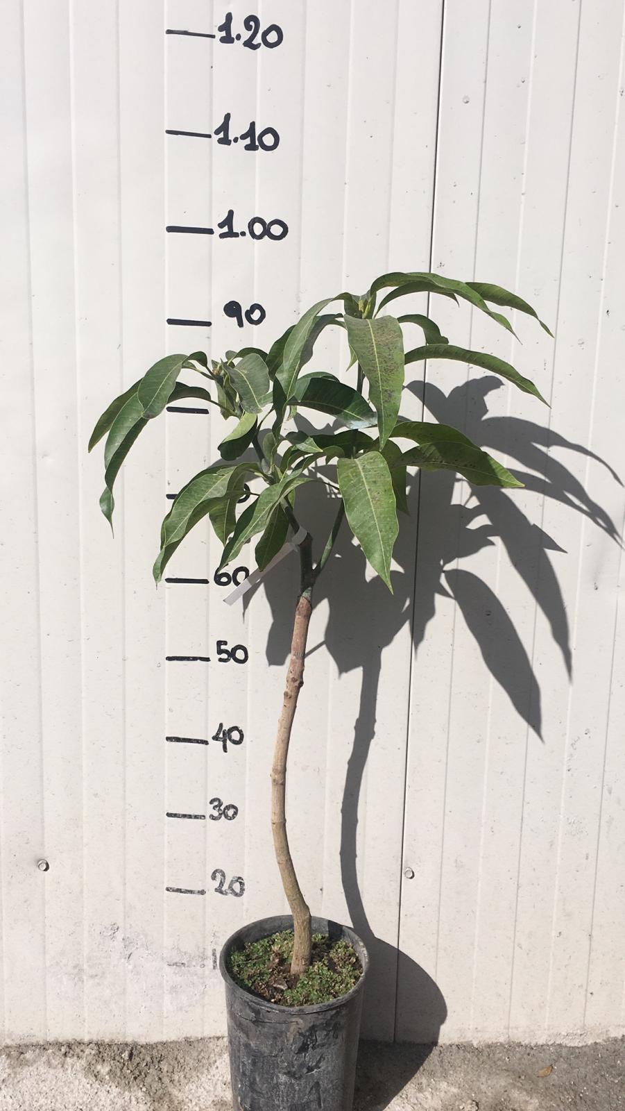 Pianta di Mango Kensington Mangifera Indica foto reali H 140cm