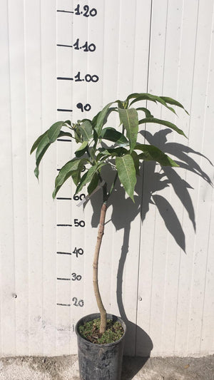 Pianta di Mango Kensington Mangifera Indica foto reali H 140cm