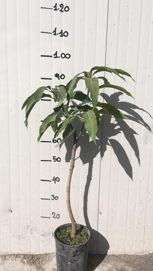Pianta di Mango Kensington Mangifera Indica foto reali H 140cm