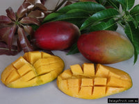 PIANTA DI MANGIFERA INDICA MANGO PALMER INNESTATA H 140 cm