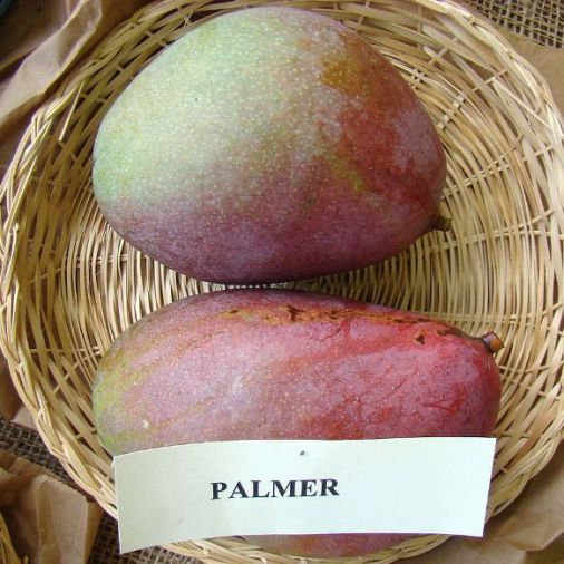 PIANTA DI MANGIFERA INDICA MANGO PALMER INNESTATA H 140 cm