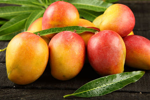 PIANTA DI MANGIFERA INDICA MANGO PALMER INNESTATA H 140 cm