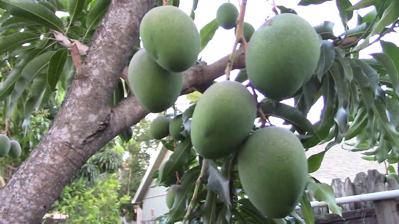 PIANTA DI MANGIFERA INDICA MANGO GLENN INNESTATA FOTO REALI H 140 cm