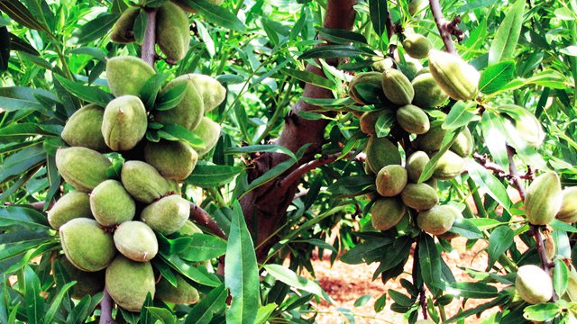 Pianta di Mandorlo Tuono  foto reali