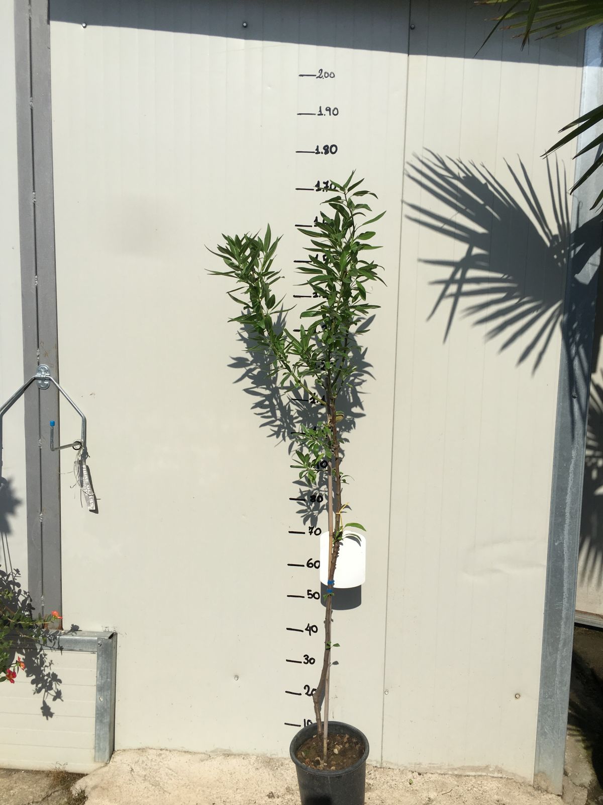 Pianta di Mandorlo Tuono  foto reali