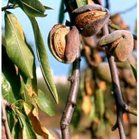 Pianta di Mandorlo Texas in vaso foto reali