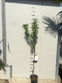 Pianta di Mandorlo Texas in vaso foto reali