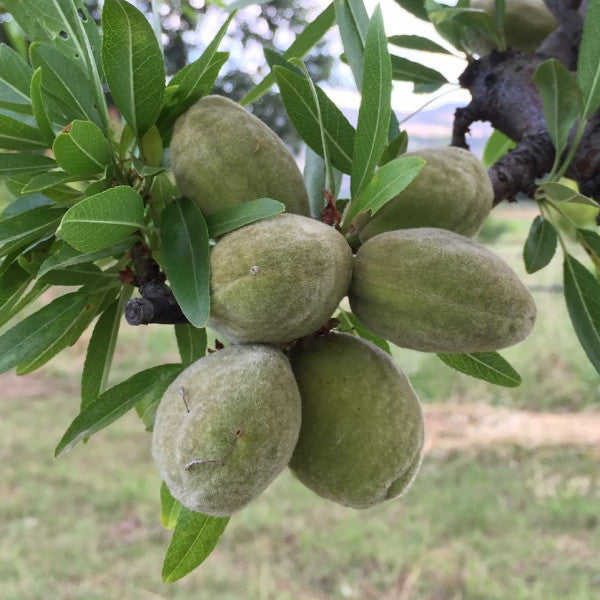 Pianta di Mandorlo Ferragnes in vaso foto reali