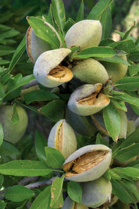 Pianta di Mandorlo vaso 24cm foto reali