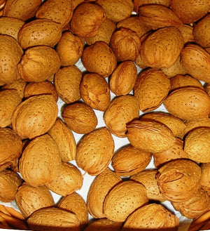 Pianta di Mandorlo vaso 24cm foto reali