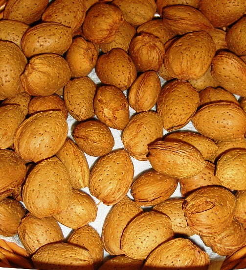 Pianta di Mandorlo vaso 24cm foto reali