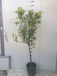 Pianta di Mandarino vaso 24cm